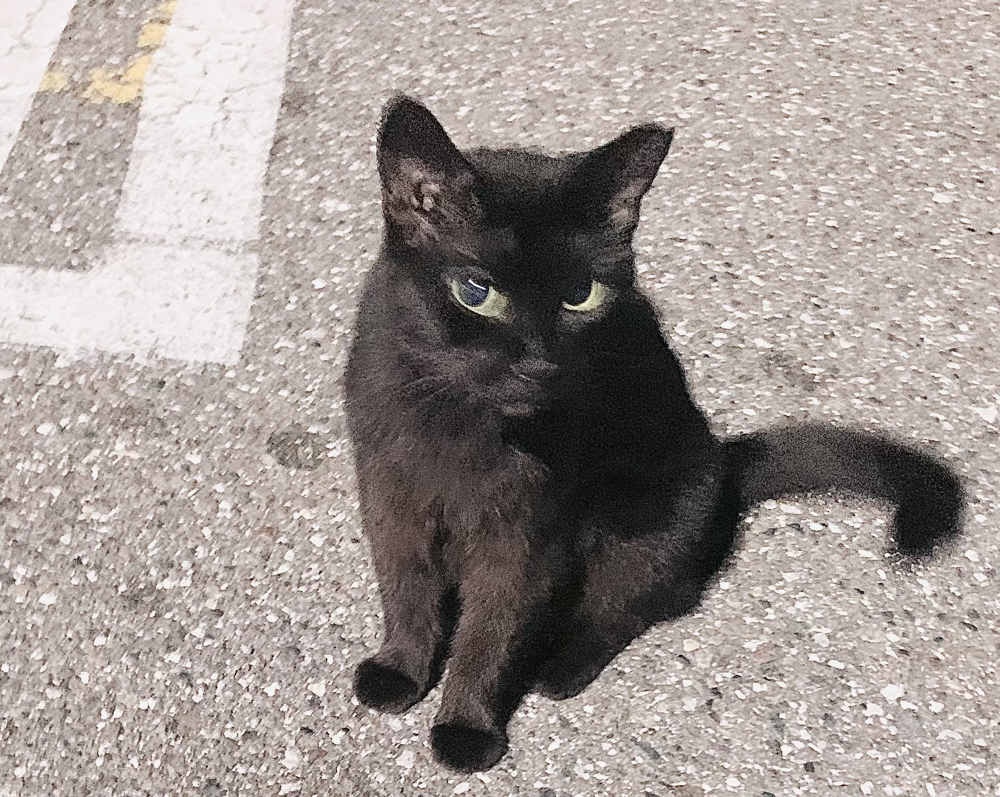 A black cat looks at the camera 